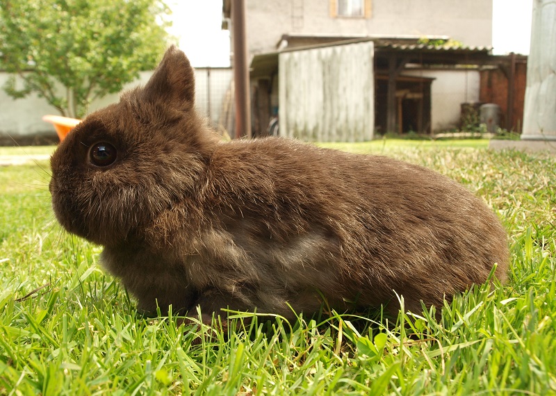 In older rabbits, molting is longer