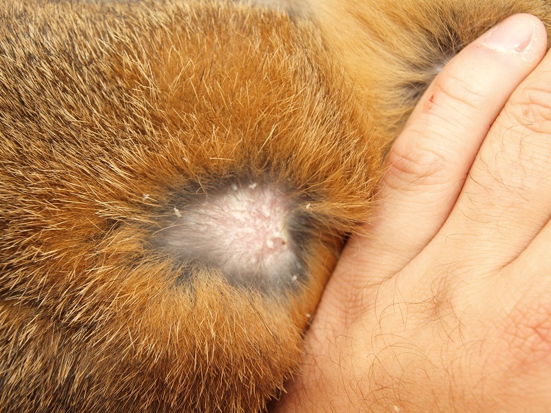 Prevalence of cheyletiellosis is a common problem in older rabbits