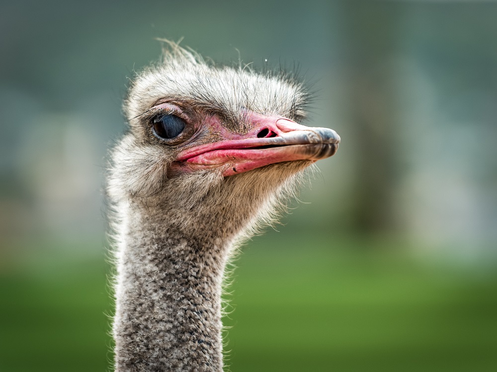 Breeding and Fattening Ostriches